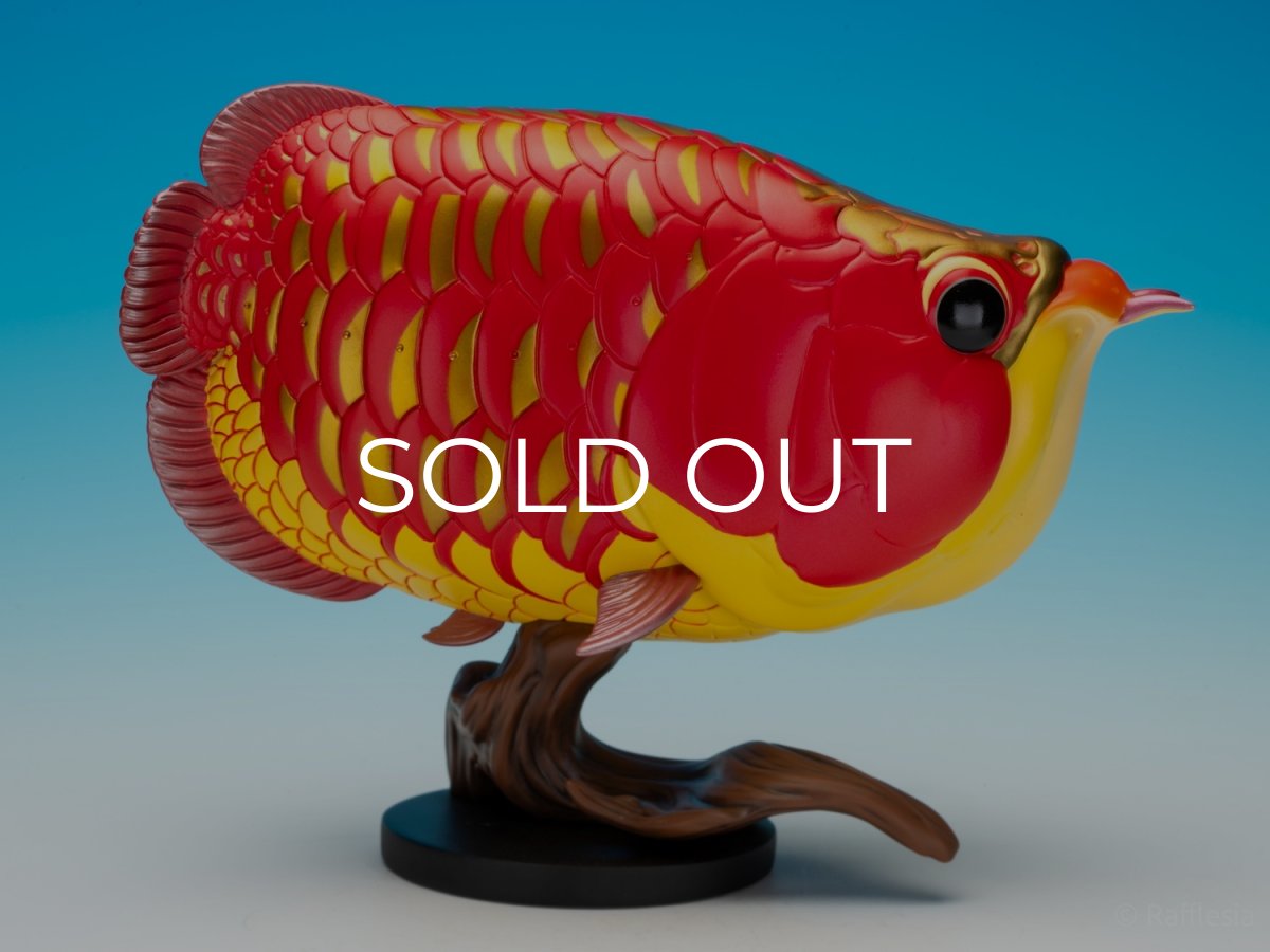 画像9: アジアアロワナ紅龍 PLUS (9)