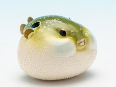 画像1: メフグ (1)