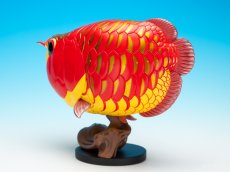 画像6: アジアアロワナ紅龍 PLUS (6)