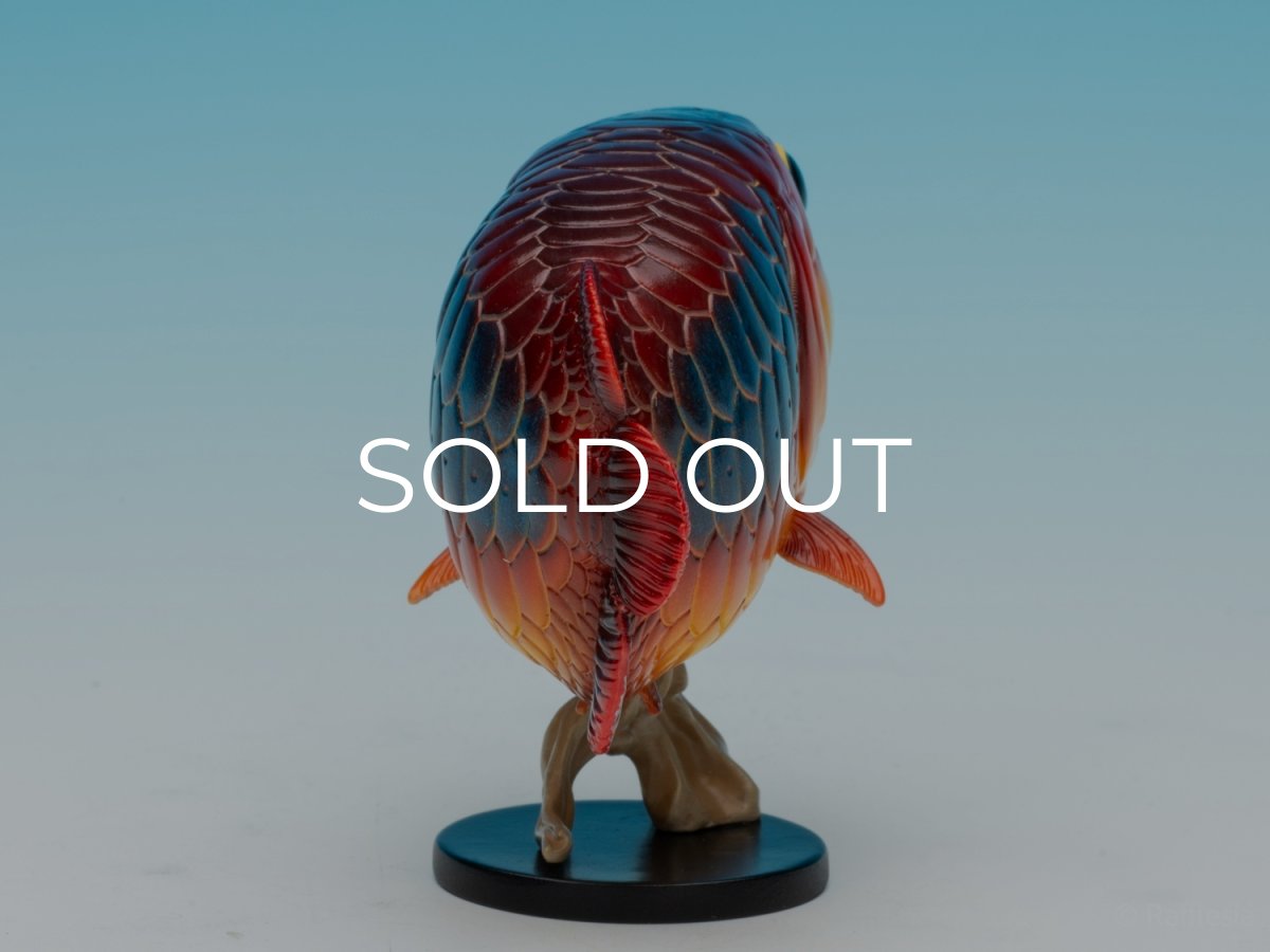 画像6: アジアアロワナ（シークレット） (6)