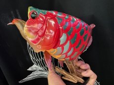 画像1:  アジアアロワナ紅龍 PLUS-2 (1)
