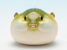 画像2: メフグ (2)