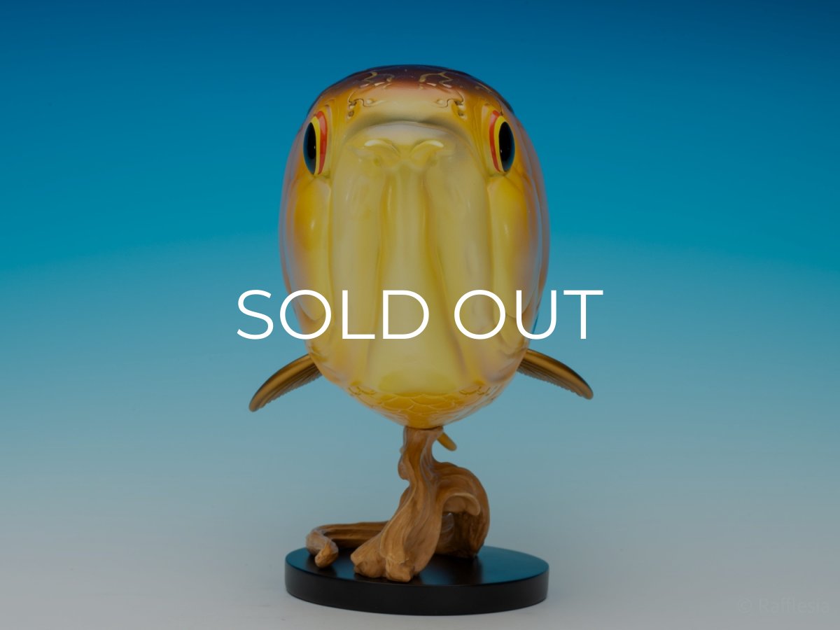 画像3: アジアアロワナ金龍 PLUS (3)