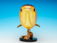 画像3: アジアアロワナ金龍 PLUS (3)