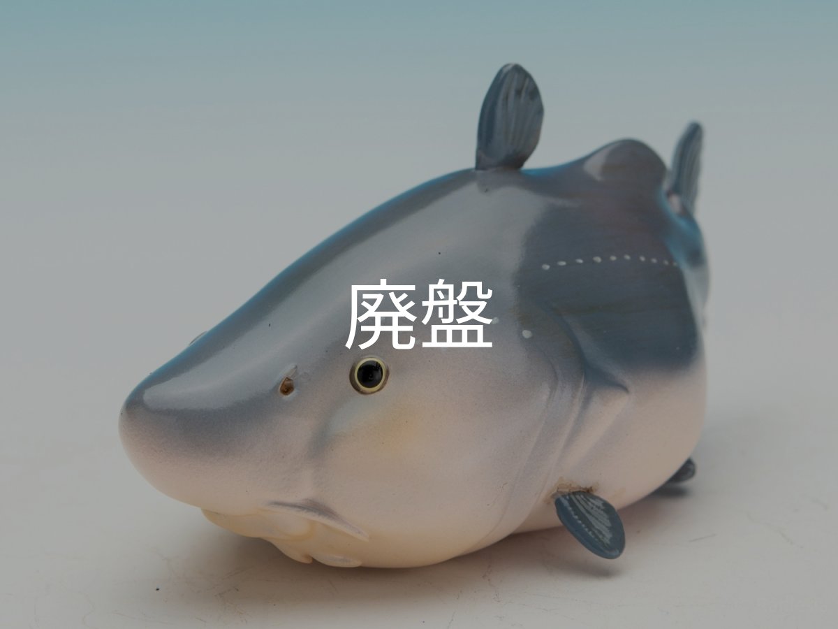 画像2: レイオカシス・ロンギロストリス (2)