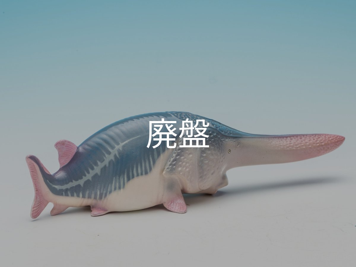 画像8: ハシナガチョウザメ (8)