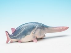 画像8: ハシナガチョウザメ (8)