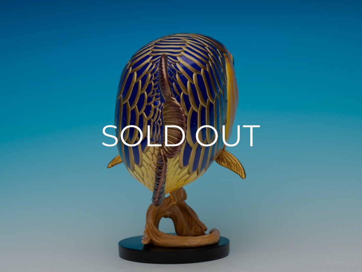 画像7: アジアアロワナ金龍 PLUS (7)