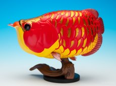 画像5: アジアアロワナ紅龍 PLUS (5)
