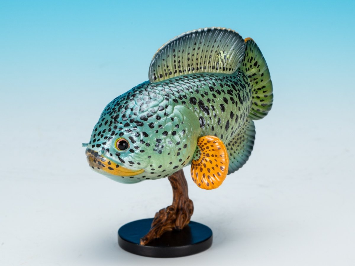 画像2: チャンナ・バルカ (2)