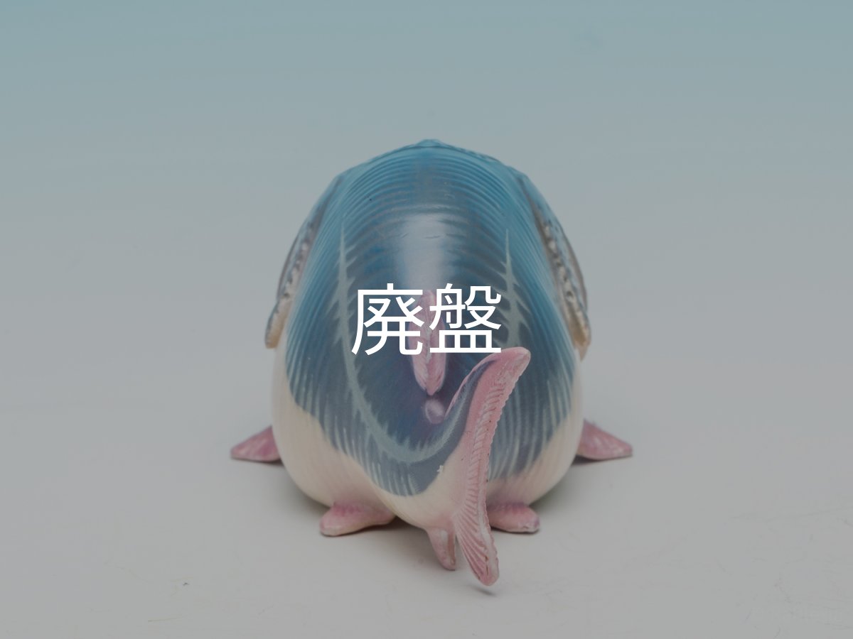 画像7: ハシナガチョウザメ (7)