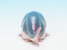 画像7: ハシナガチョウザメ (7)