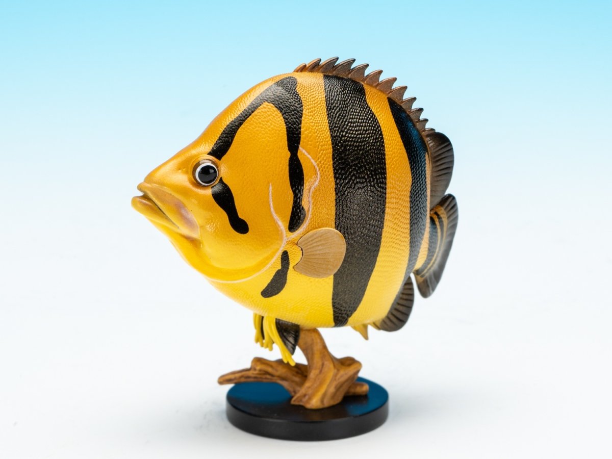 画像2: ダトニオ・プルケール（タイ）【動画あり】 (2)