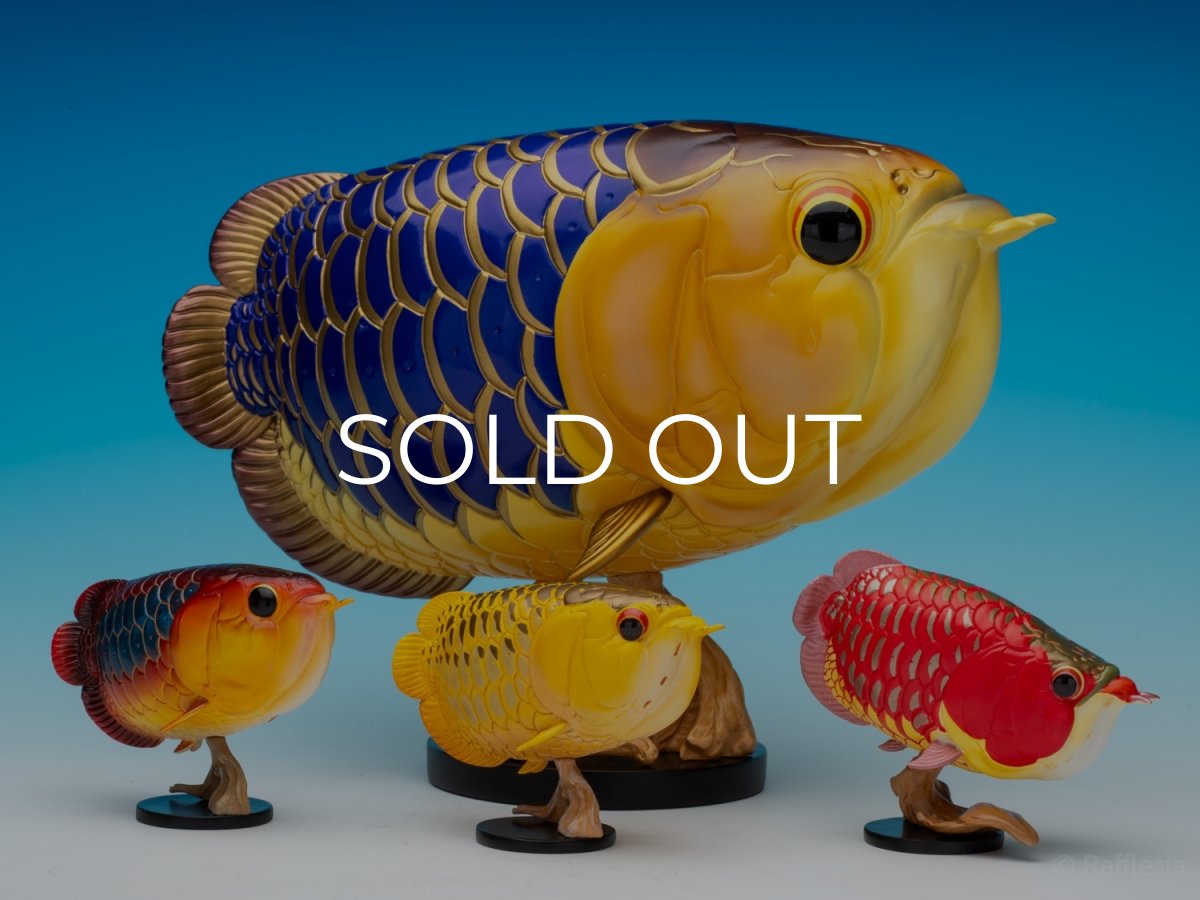 画像8: アジアアロワナ金龍 PLUS (8)