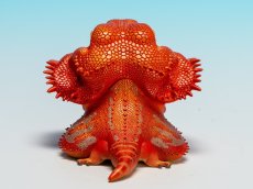 画像6: フトアゴヒゲトカゲ（レッド） (6)