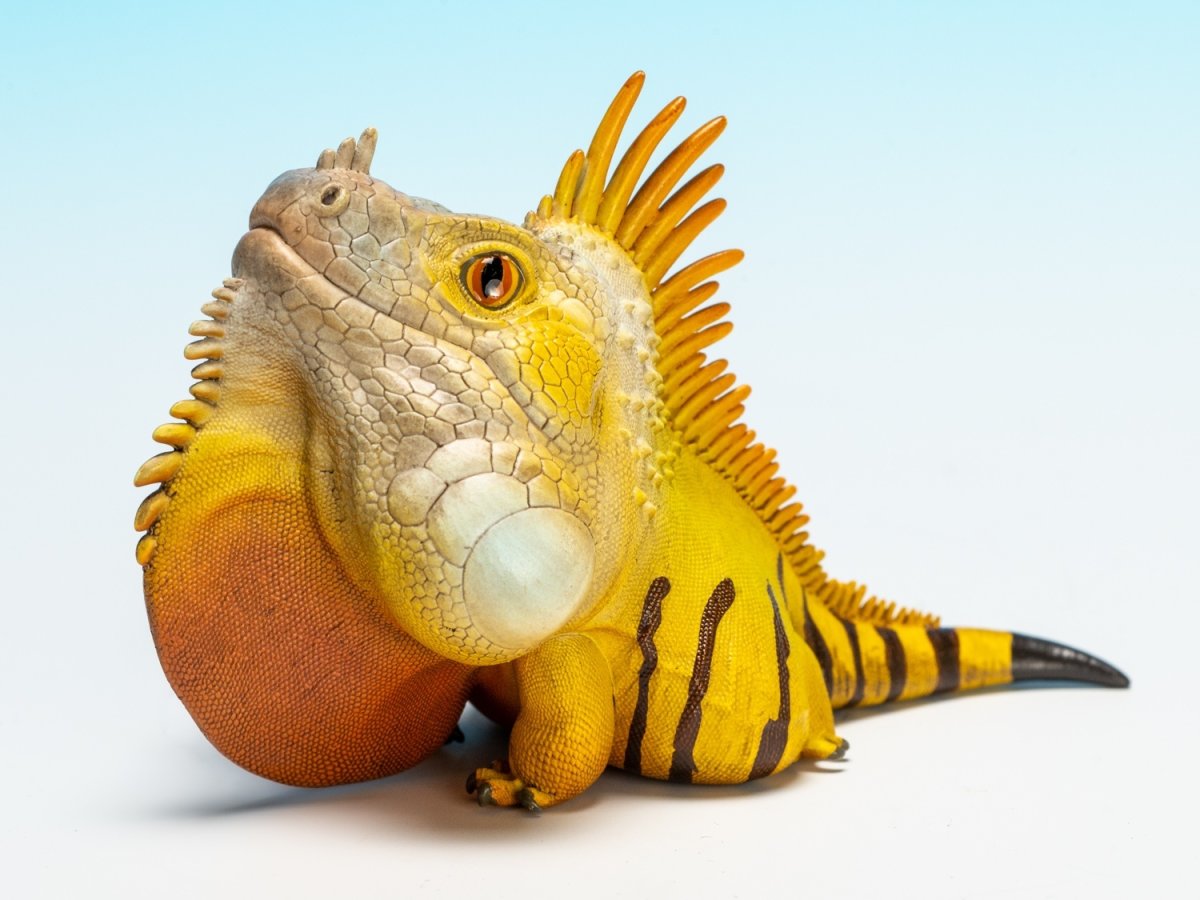 画像7: グリーンイグアナ (7)