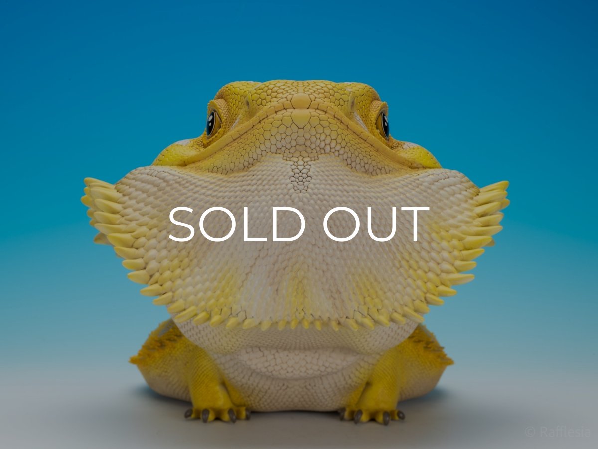 画像4: フトアゴヒゲトカゲ（イエロー）MAX版 (4)
