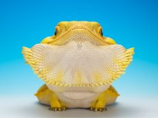 画像4: フトアゴヒゲトカゲ（イエロー）MAX版 (4)