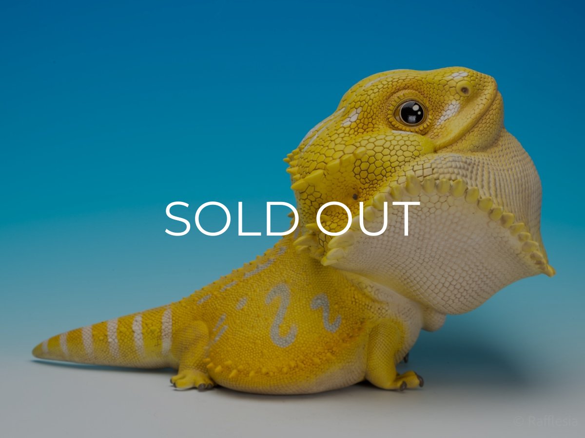 画像6: フトアゴヒゲトカゲ（イエロー）MAX版 (6)