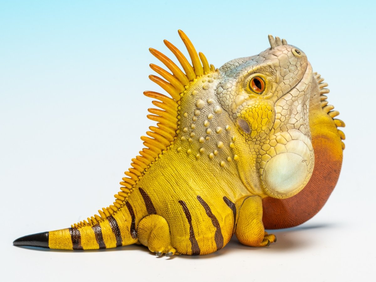 画像3: グリーンイグアナ (3)