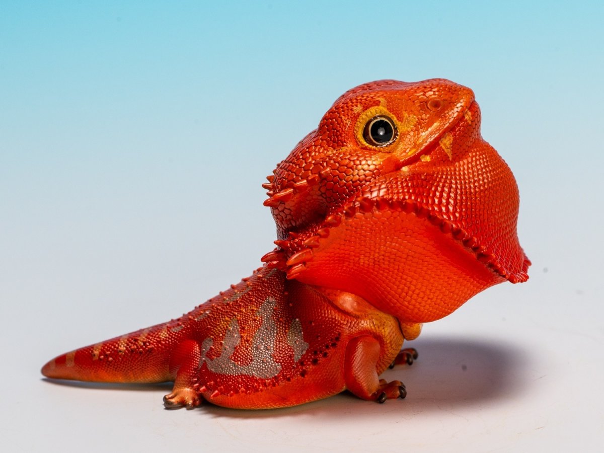 画像3: フトアゴヒゲトカゲ（レッド） (3)