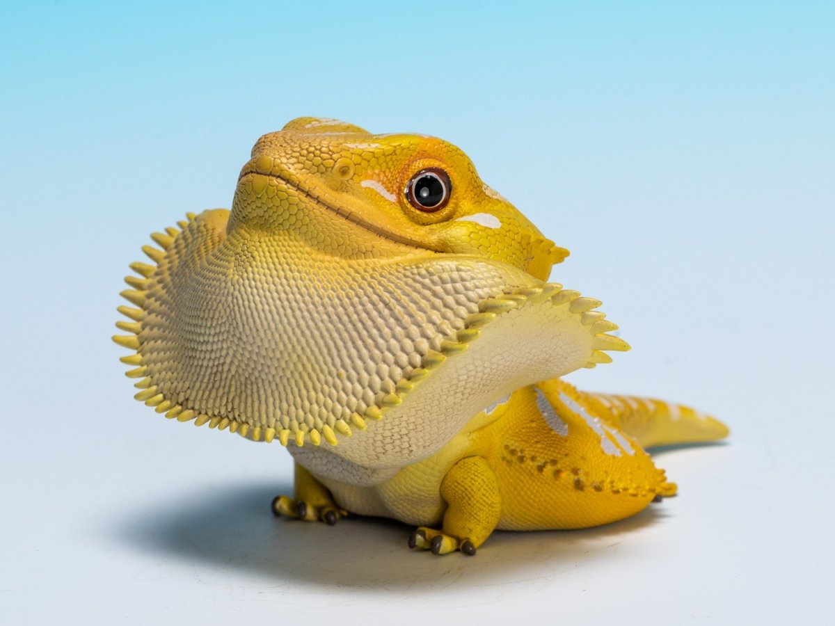 画像9: フトアゴヒゲトカゲ（黄色） (9)