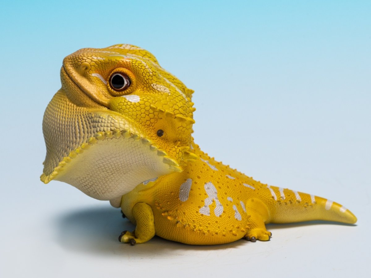 画像8: フトアゴヒゲトカゲ（黄色） (8)