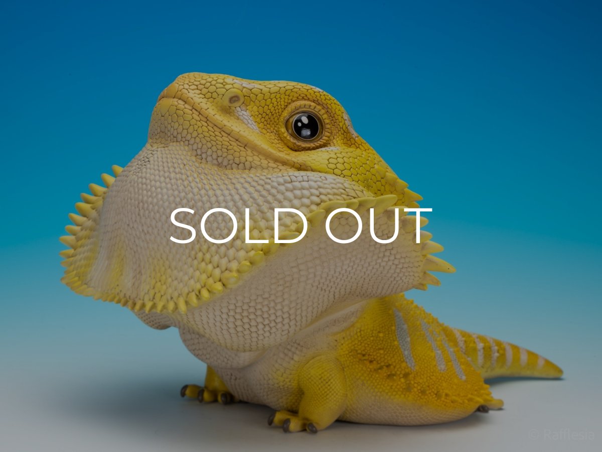 画像2: フトアゴヒゲトカゲ（イエロー）MAX版 (2)