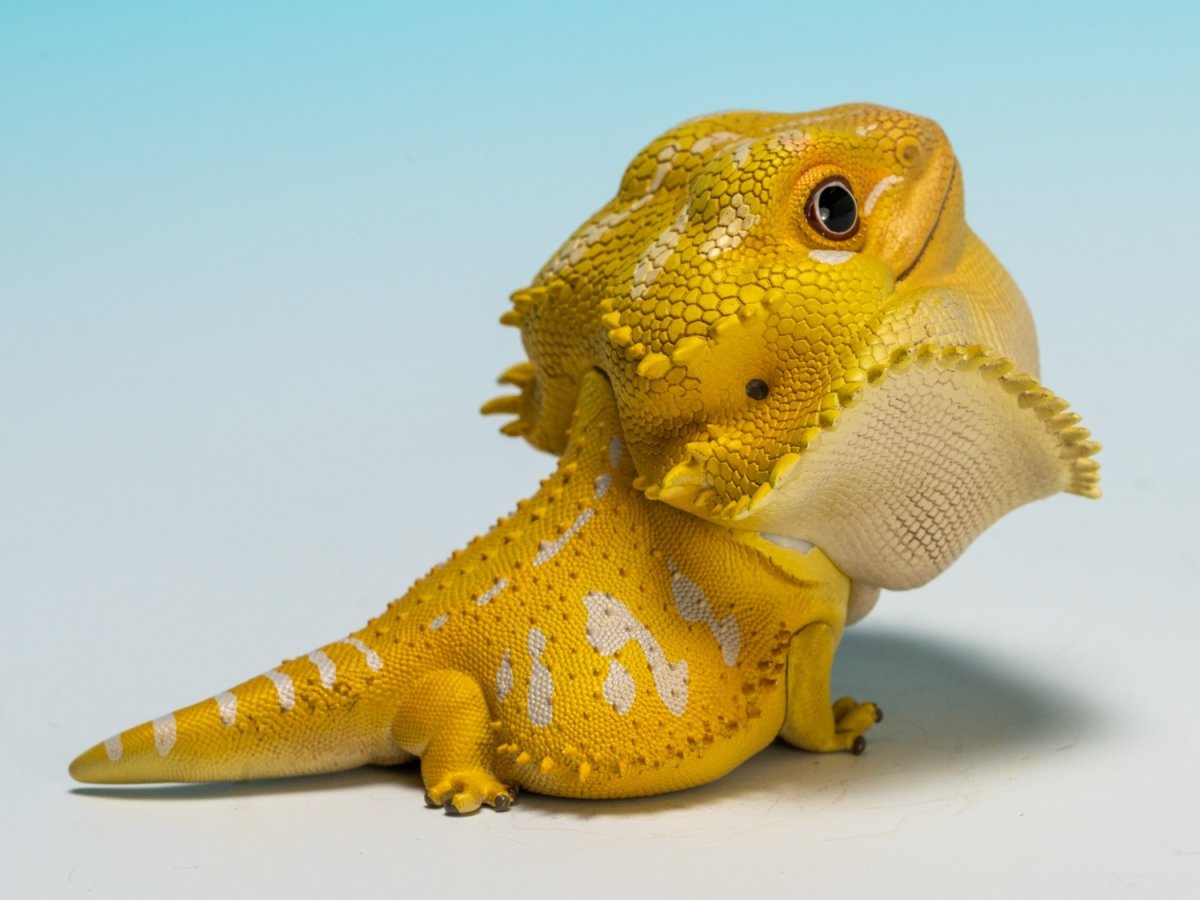 画像4: フトアゴヒゲトカゲ（黄色） (4)