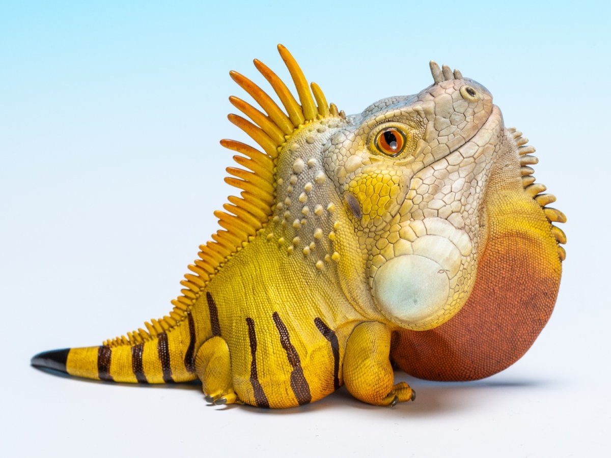 画像2: グリーンイグアナ (2)