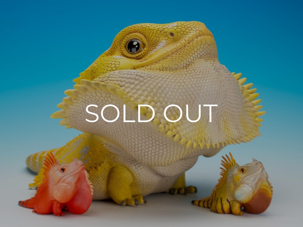 画像3: フトアゴヒゲトカゲ（イエロー）MAX版 (3)