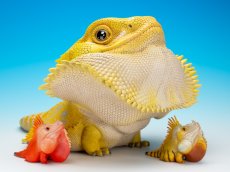 画像3: フトアゴヒゲトカゲ（イエロー）MAX版 (3)