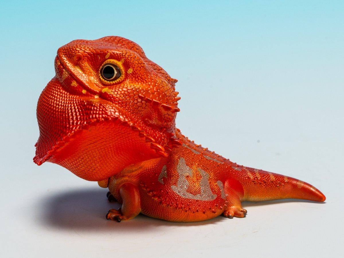 画像8: フトアゴヒゲトカゲ（レッド） (8)