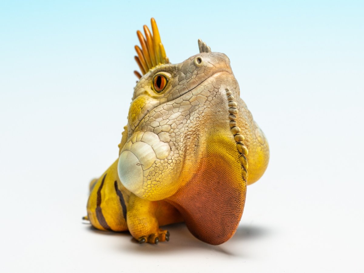 画像9: グリーンイグアナ (9)