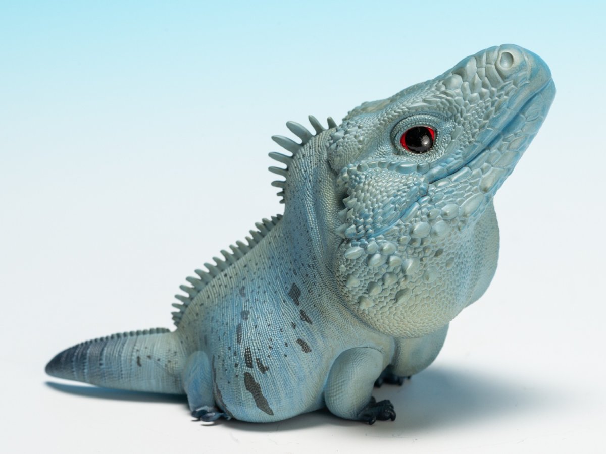 画像2:  ブルーイグアナ (2)