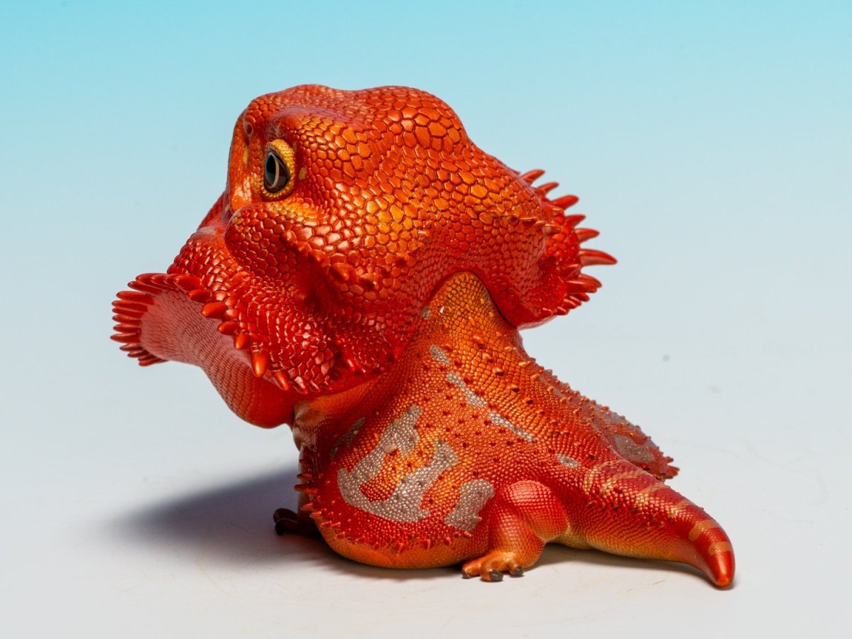 画像7: フトアゴヒゲトカゲ（レッド） (7)