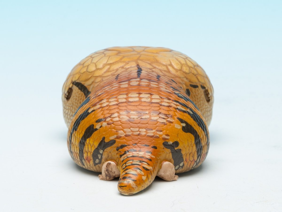 画像7: アオジタトカゲ (7)