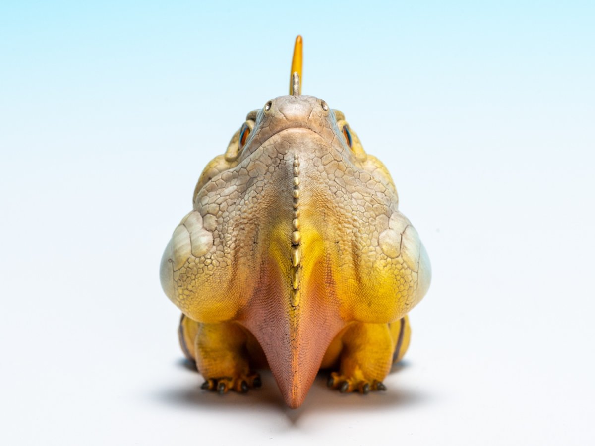 画像8: グリーンイグアナ (8)