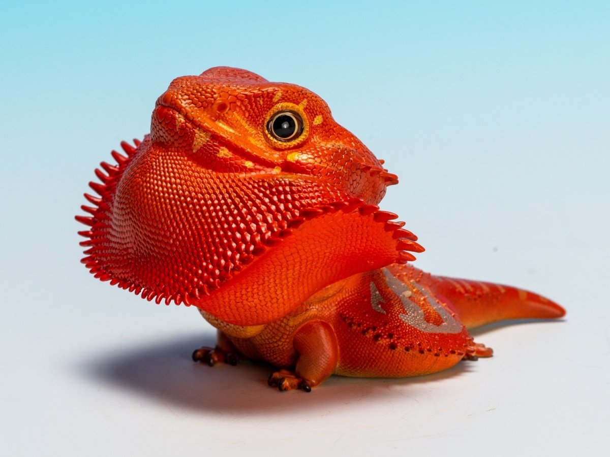 画像9: フトアゴヒゲトカゲ（レッド） (9)