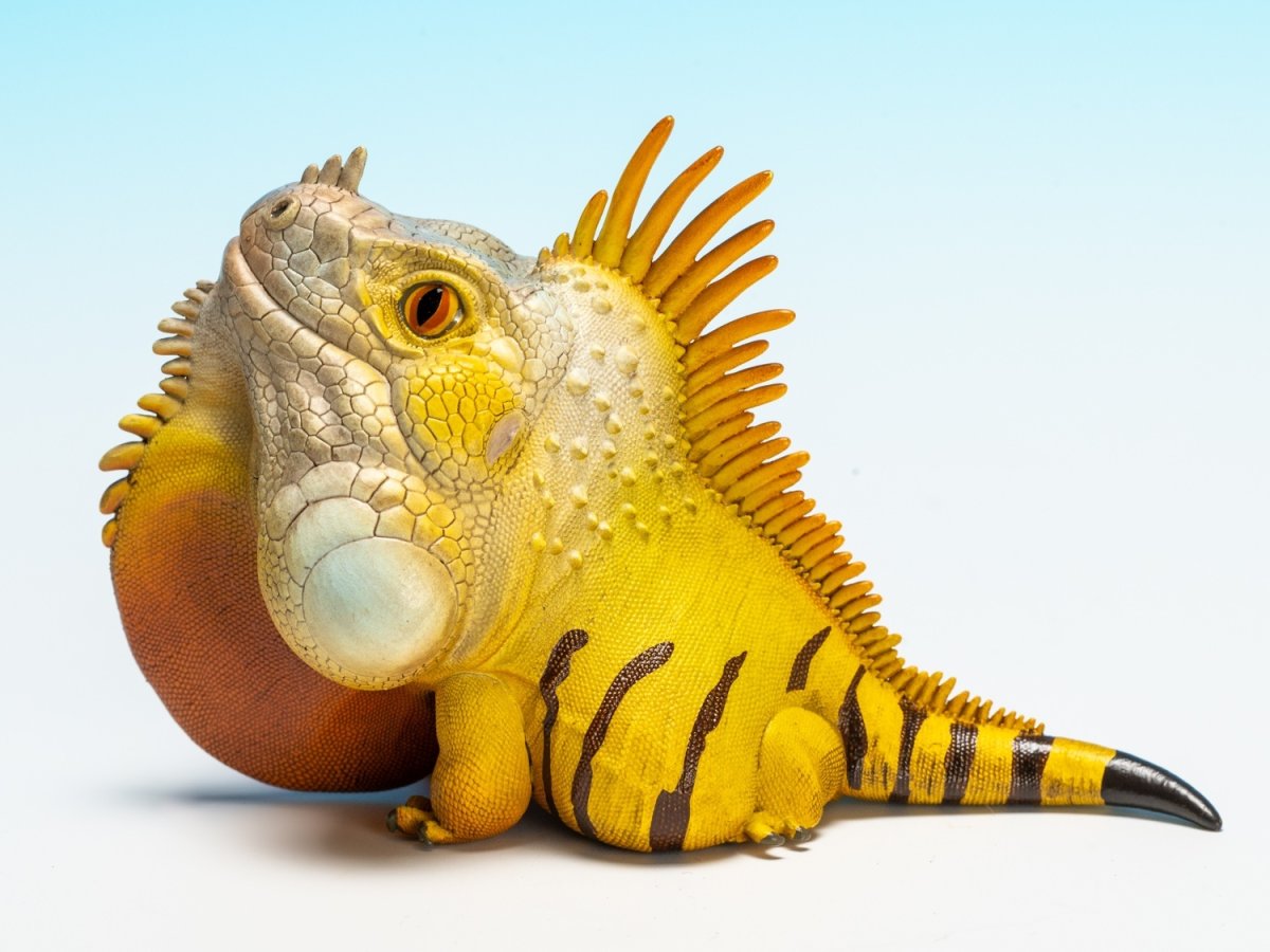 画像6: グリーンイグアナ (6)