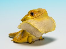 画像2: フトアゴヒゲトカゲ（黄色） (2)