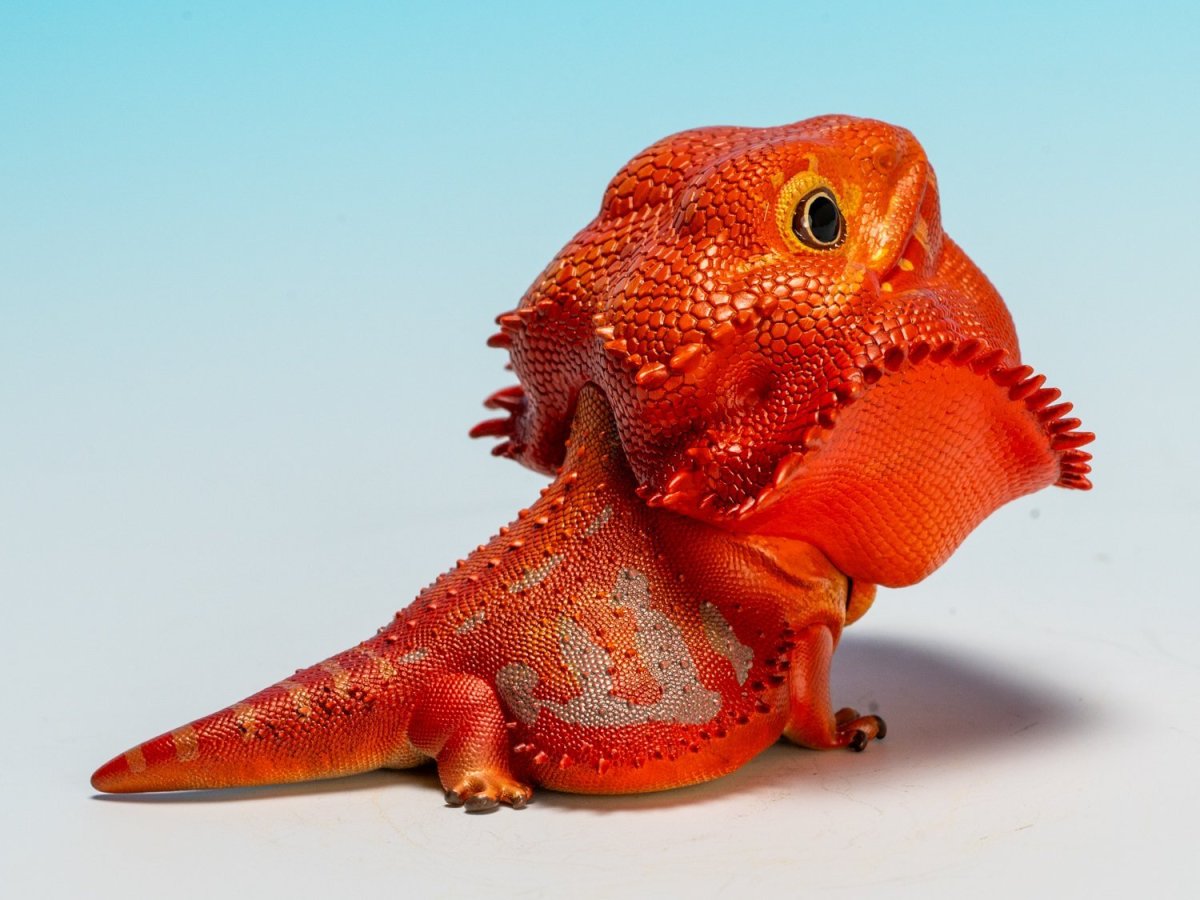 画像4: フトアゴヒゲトカゲ（レッド） (4)