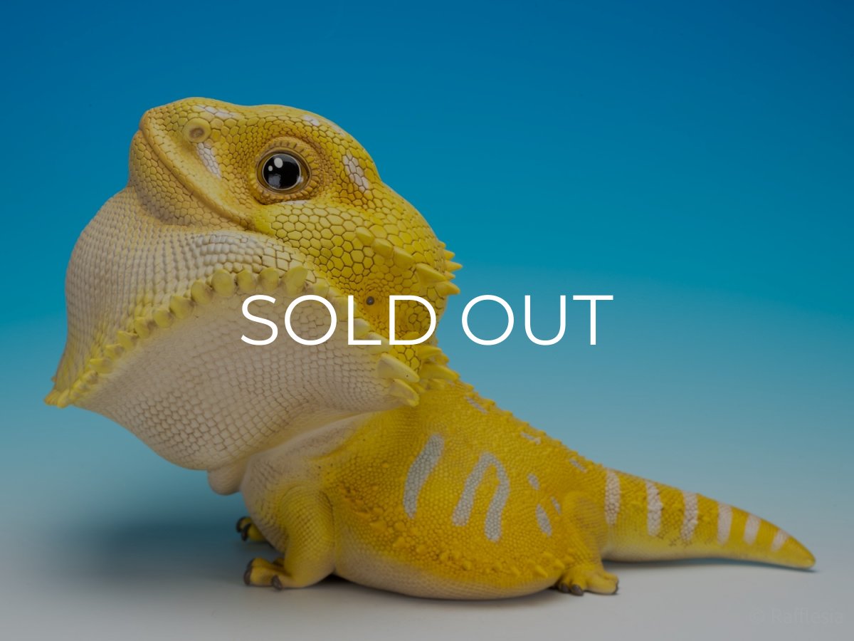 画像5: フトアゴヒゲトカゲ（イエロー）MAX版 (5)