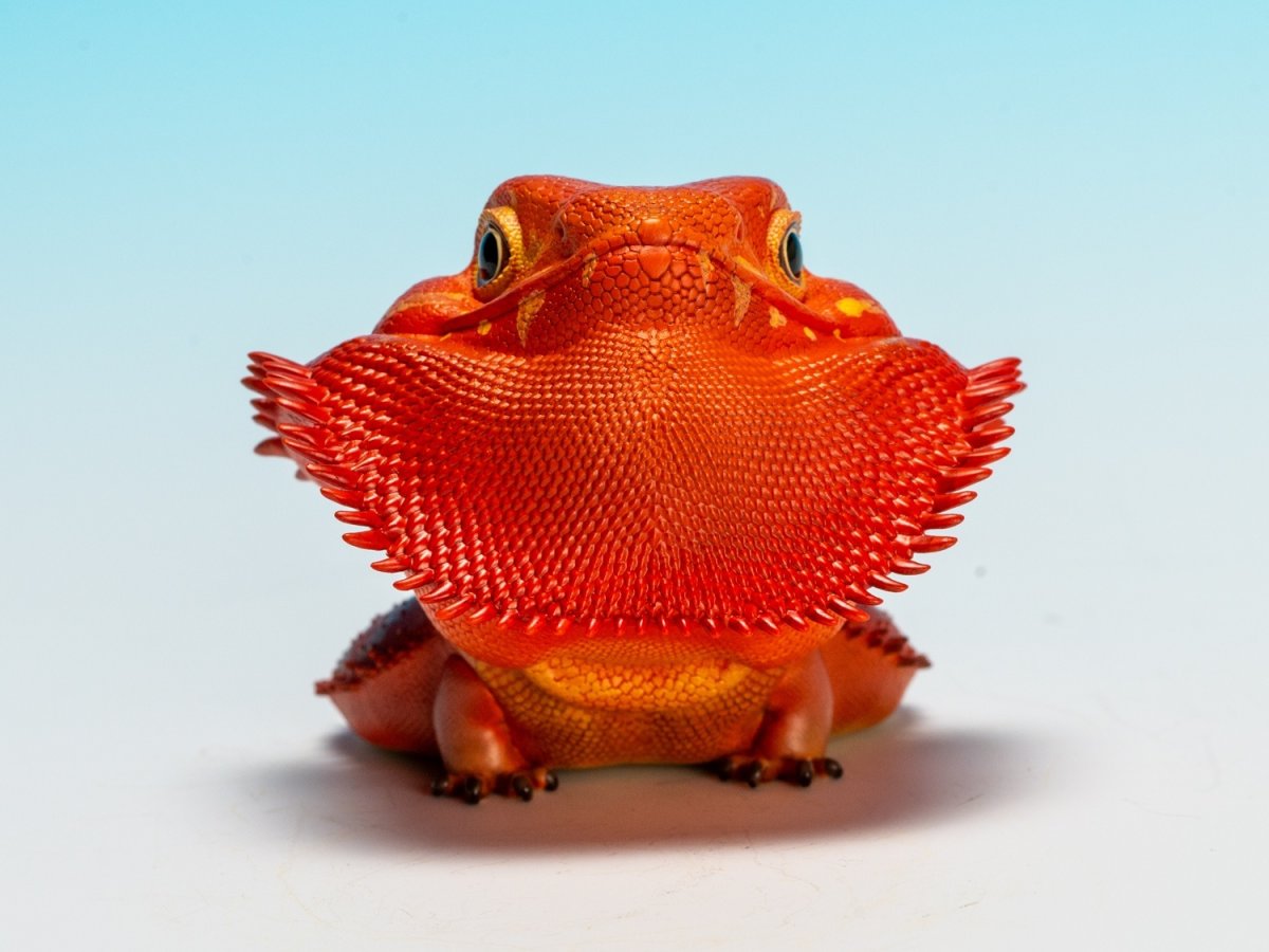 画像10: フトアゴヒゲトカゲ（レッド） (10)