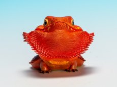 画像10: フトアゴヒゲトカゲ（レッド） (10)