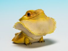 画像1: フトアゴヒゲトカゲ（黄色） (1)