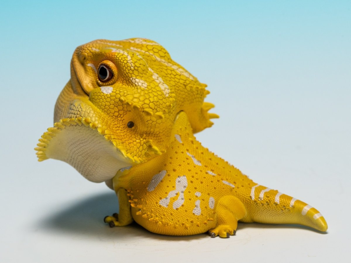 画像7: フトアゴヒゲトカゲ（黄色） (7)