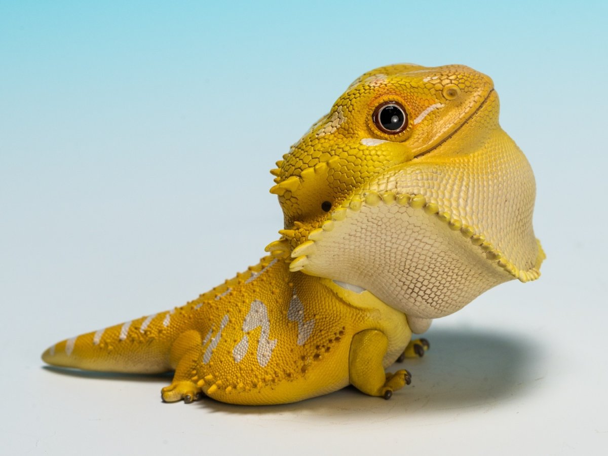 画像3: フトアゴヒゲトカゲ（黄色） (3)
