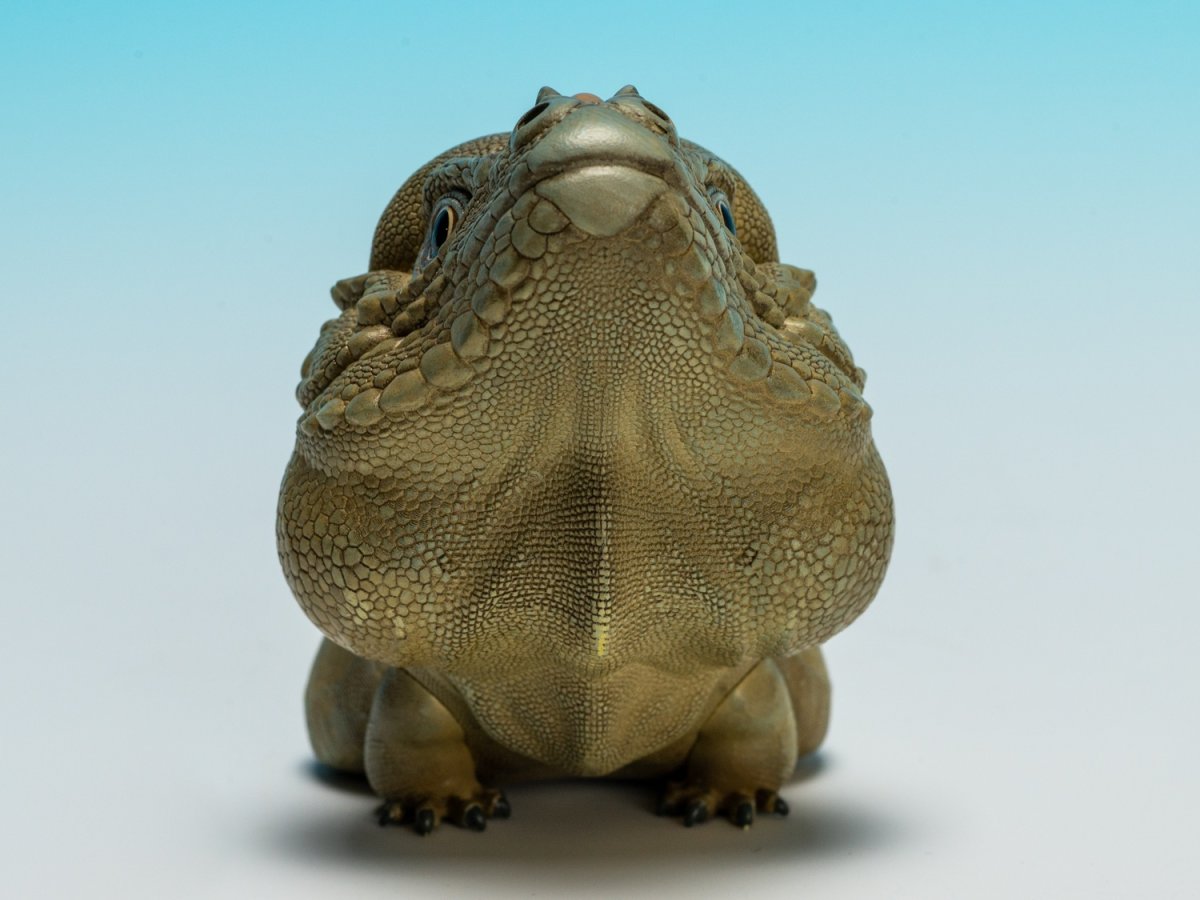 画像6: サイイグアナ (6)