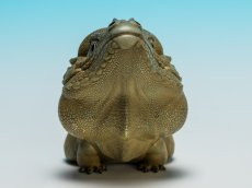 画像6: サイイグアナ (6)